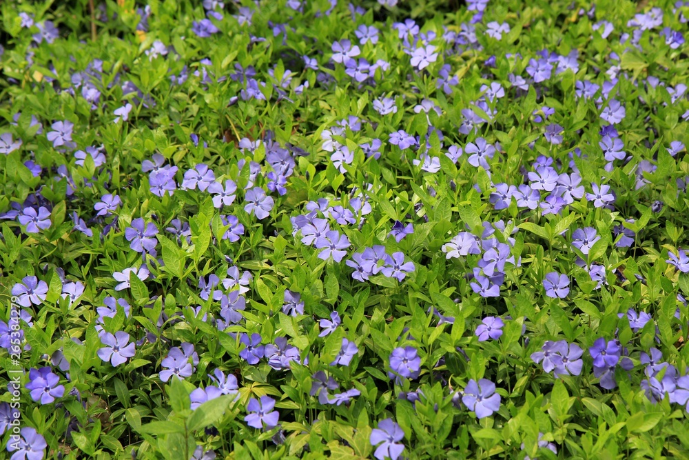 Blooming periwinkle in the Park