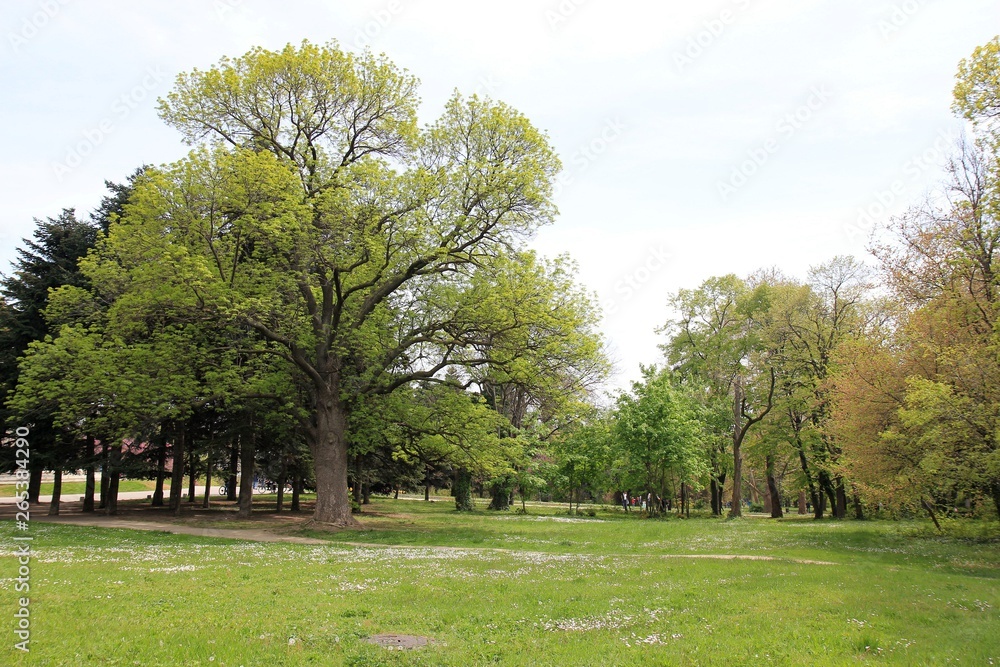 Compositions of trees and flowers in the Botanical garden of Varna (Bulgaria)