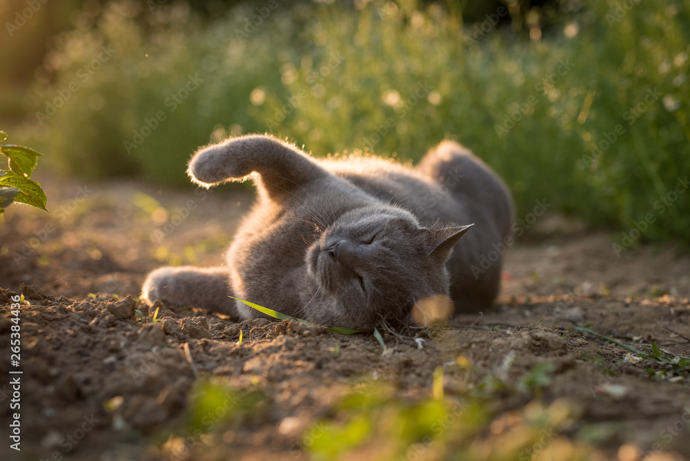 Fototapeta premium Portrait of a british shorthair cat. Gray cat with yellow eyes sunset nature. Cat lying in gras with backlight. Portrait of a gray cat relaxing in nature.