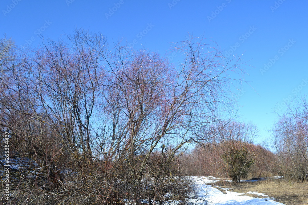 snow on the border of thickets of trees in the afternoon snow on the border of thickets of trees in the afternoon
