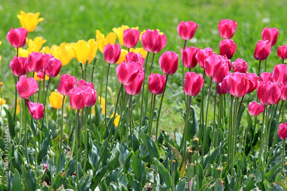 Bright tulips in the Park Bright tulips in the Park