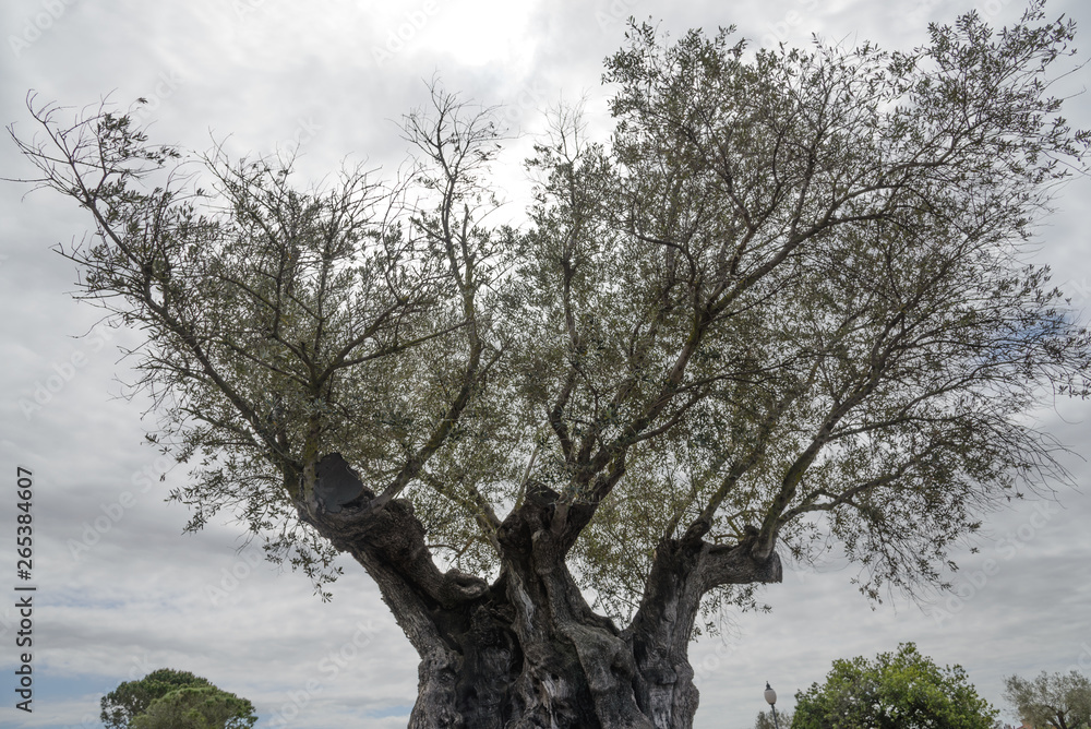 Olea europaea, llamada comúnmente olivo, olivera o aceituno, es un árbol pequeño perennifolio, longevo, que puede alcanzar hasta 15 m de altura, con copa ancha y tronco grueso, de aspecto retorcido. Olea europaea, llamada comúnmente olivo, olivera o aceituno, es un árbol pequeño perennifolio, longevo, que puede alcanzar hasta 15 m de altura, con copa ancha y tronco grueso, de aspecto retorcido.