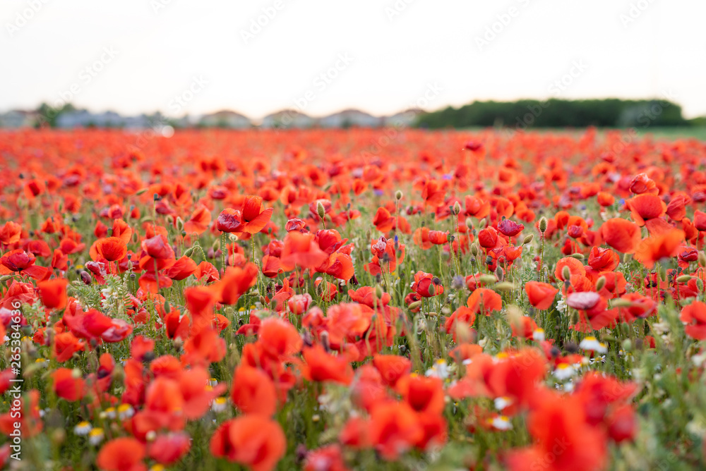 Red poppy flower field on the outskirts of Vienna during the sunset in spring Red poppy flower field on the outskirts of Vienna during the sunset in spring