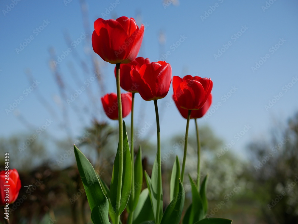Fototapeta premium Bright red flowers on background sky. Fresh spring composition