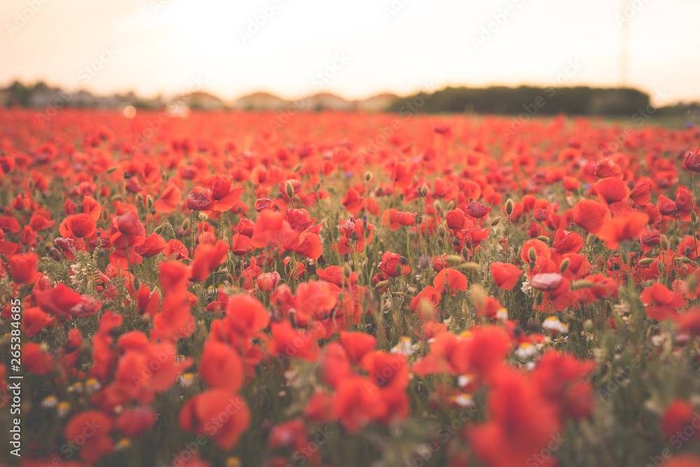 Red poppy flower field on the outskirts of Vienna during the sunset in spring