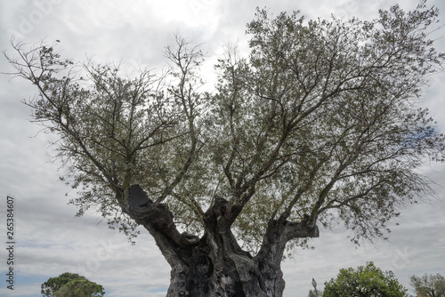 Olea europaea, llamada comúnmente olivo, olivera o aceituno, es un árbol pequeño perennifolio, longevo, que puede alcanzar hasta 15 m de altura, con copa ancha y tronco grueso, de aspecto retorcido. 