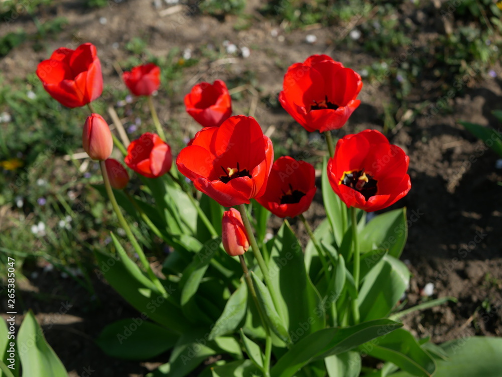 Red tulips in close-up. Open and closed bud tulip. Bright tulip flowers from all sides. Flowers for the holiday of spring. Beautiful flowers