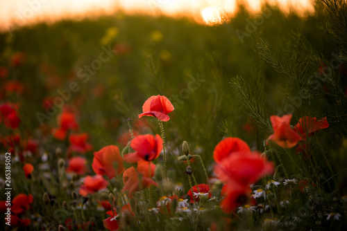  Closeup of several red poppies during the sunset in spring
