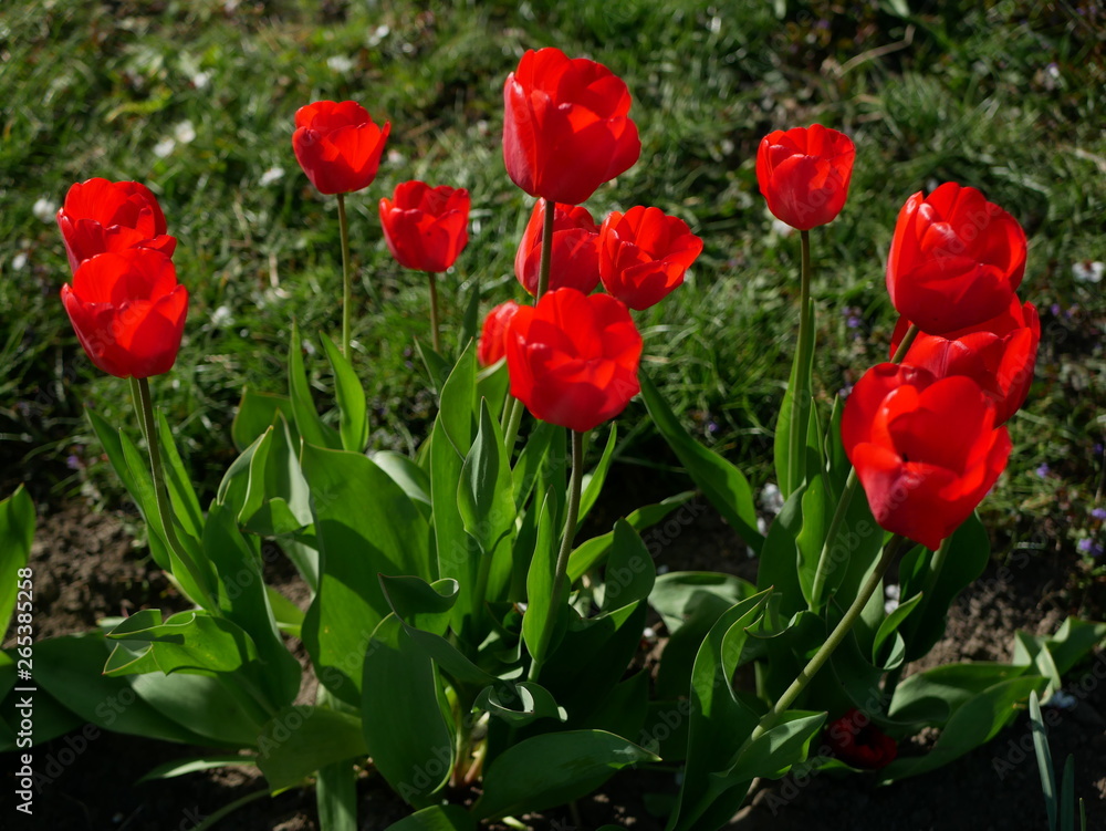 Red tulips in close-up. Open and closed bud tulip. Bright tulip flowers from all sides. Flowers for the holiday of spring. Beautiful flowers