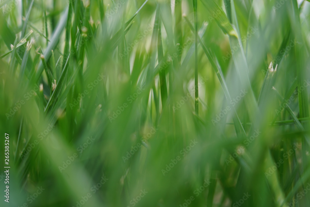 green grass background green grass background