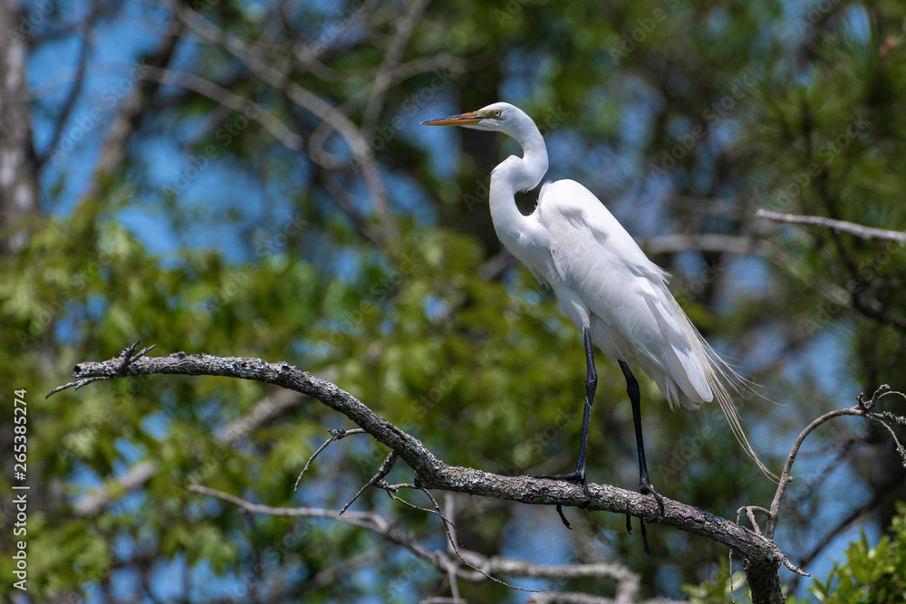 Great white egret on wooded background Great white egret on wooded background