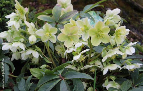 Helleborus orientalis. Blooming flowers of Christmas Rose. Bush of evergreen perennial flowering plant.