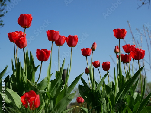 Red tulips in close-up. Open and closed bud tulip. Bright tulip flowers from all sides. Flowers for the holiday of spring. Beautiful flowers © Nazar