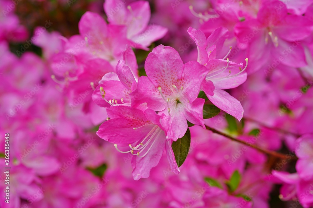 Pink azalea flower bush in the spring garden Pink azalea flower bush in the spring garden