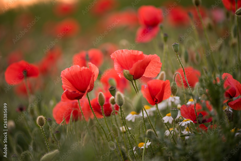 Fototapeta premium Closeup of several red poppies during the sunset in spring
