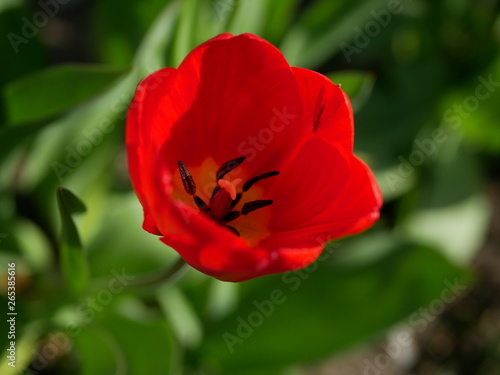 An insect with wings sits in a flower of red tulip