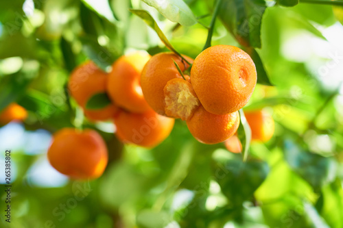 Mandarins are growing on a tree branch with green leaves and blurred green background bokeh.
