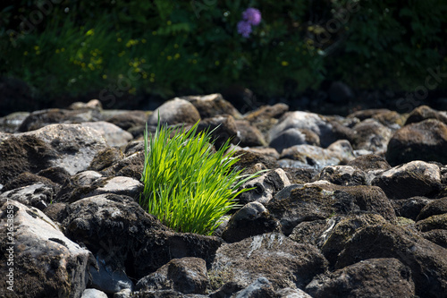 Gras in Irland