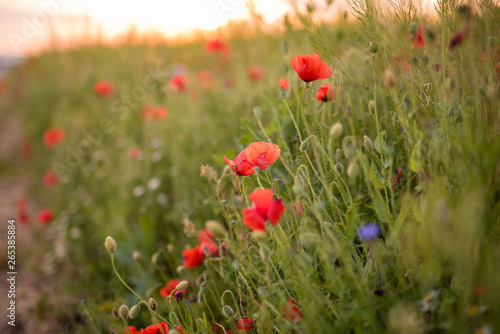 Closeup of several red poppies during the sunset in spring