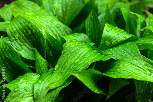 Plant hosta (Plantain lilies, Funkia) after the rain, drops of water on large leaves. Tropical concept, green background.