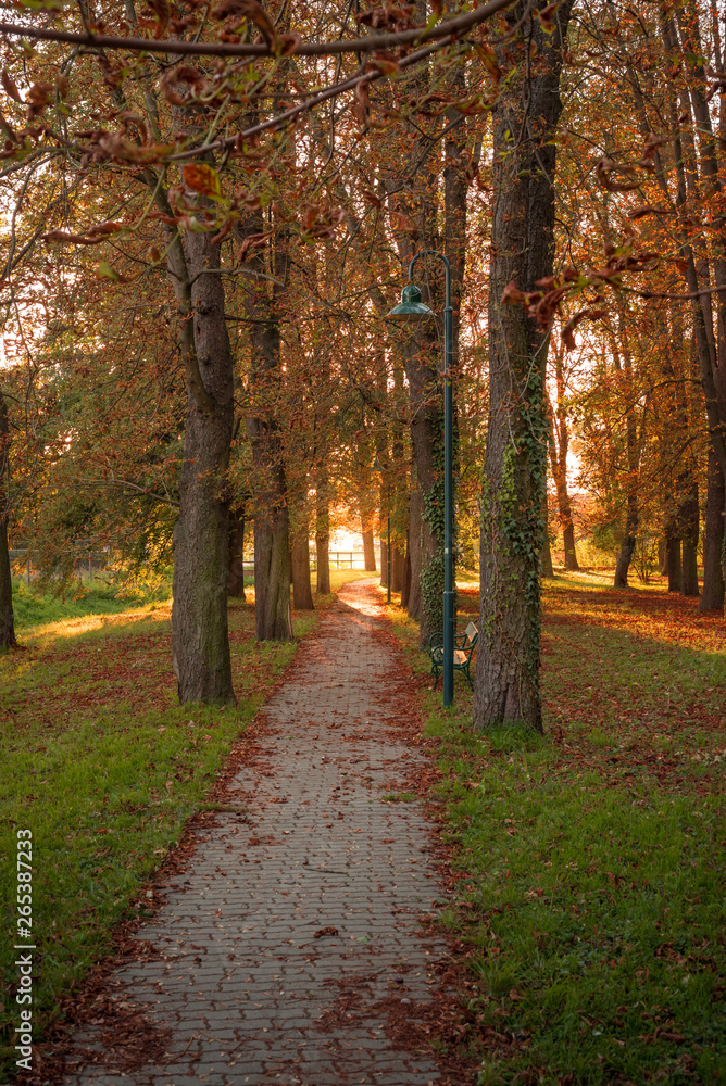 Tree avenue in autumn during sunset. Sunset with golden leaves. Backlight at the end of the avenue