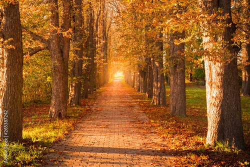 Tree avenue in autumn during sunset. Sunset with golden leaves. Backlight at the end of the avenue