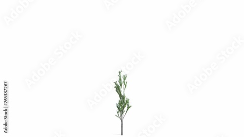 The growth of a large tree. Isolated on white background In Ultra HD 4k. Excellent isolated on black and white background and mask