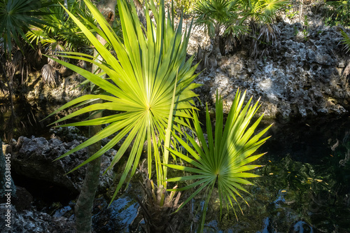 Palm leaves of Thrinax radiata, Zapata, Cuba