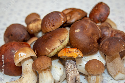 mushroom on the table