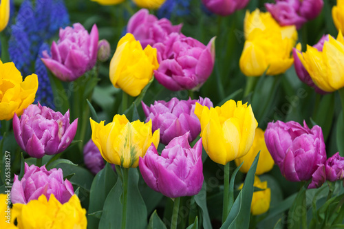 Tulips blooming in a field in Mount Vernon  Washington in the Skagit Valley