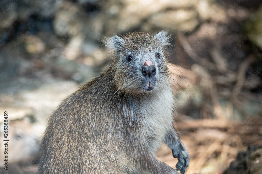 Cuban tree rat or hutia, Capromys pilorides Cuban tree rat or hutia, Capromys pilorides