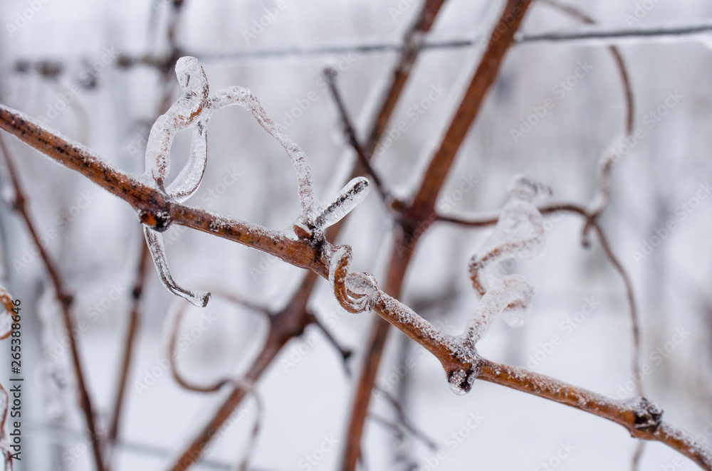 Frozen grapevine in wintry vineyard. Vineyard in winter. Ice on the grapevine. Morning frost in the vineyard Frozen grapevine in wintry vineyard. Vineyard in winter. Ice on the grapevine. Morning frost in the vineyard