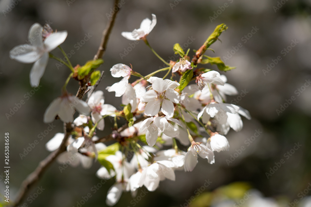 Cherry Tree Blossom VI