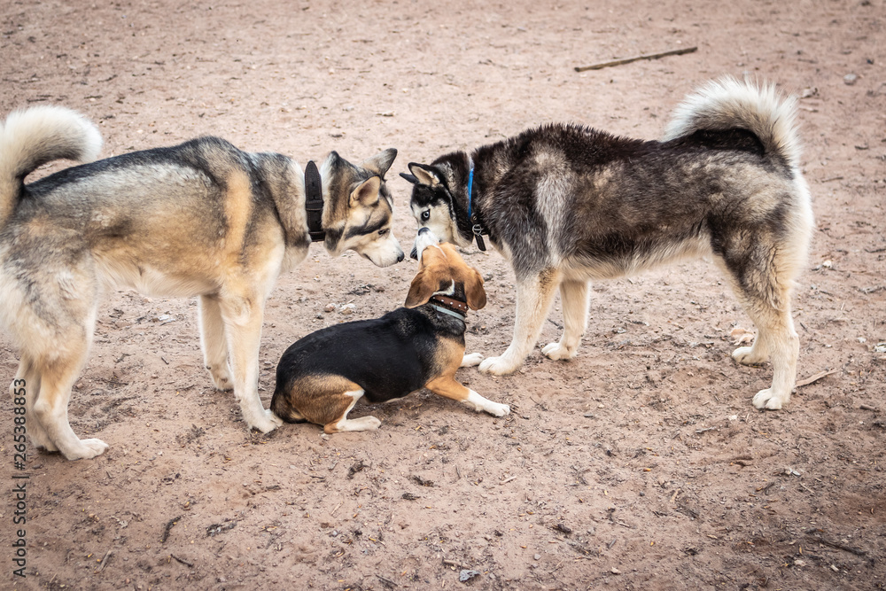 A husky dog and beagle on a training ground. Russia, Moscow. A husky dog and beagle on a training ground. Russia, Moscow.