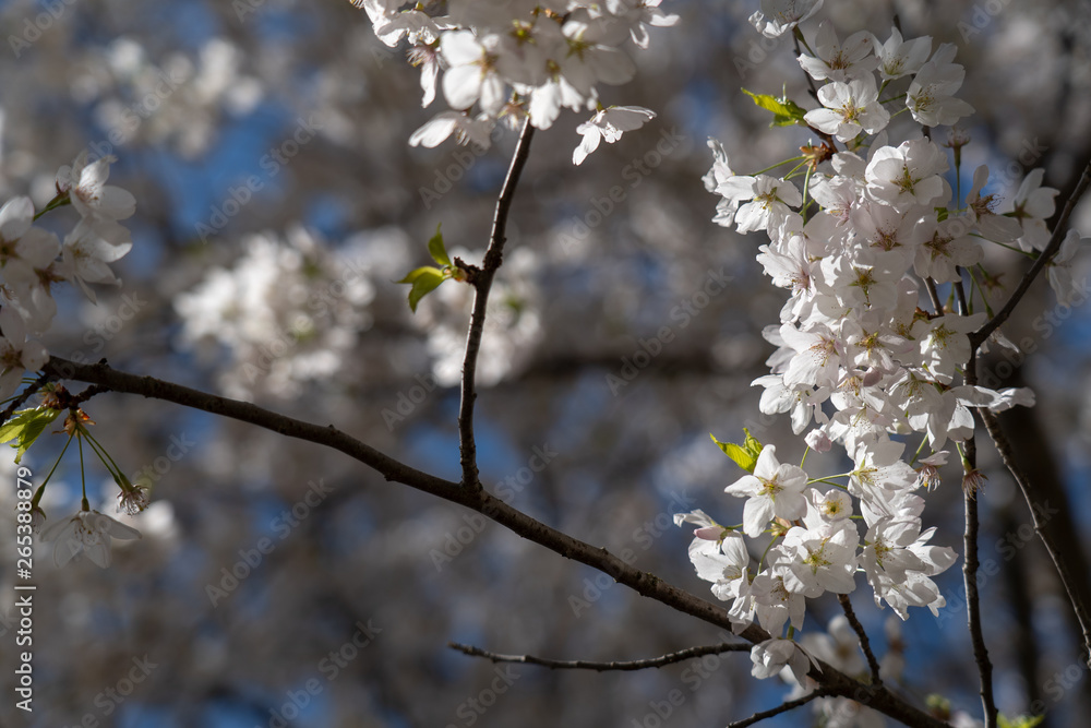 Cherry Tree Blossom II Cherry Tree Blossom II