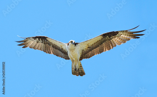 Backlit Osprey In Flight Osprey with Outstreached Wings in a Blue Sky photo