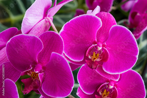 Orchid flower in garden at winter or spring day for postcard beauty and agriculture idea concept design. Phalaenopsis orchid.