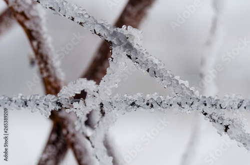 Frozen grapevine in wintry vineyard. Vineyard in winter. Ice on the grapevine. Morning frost in the vineyard