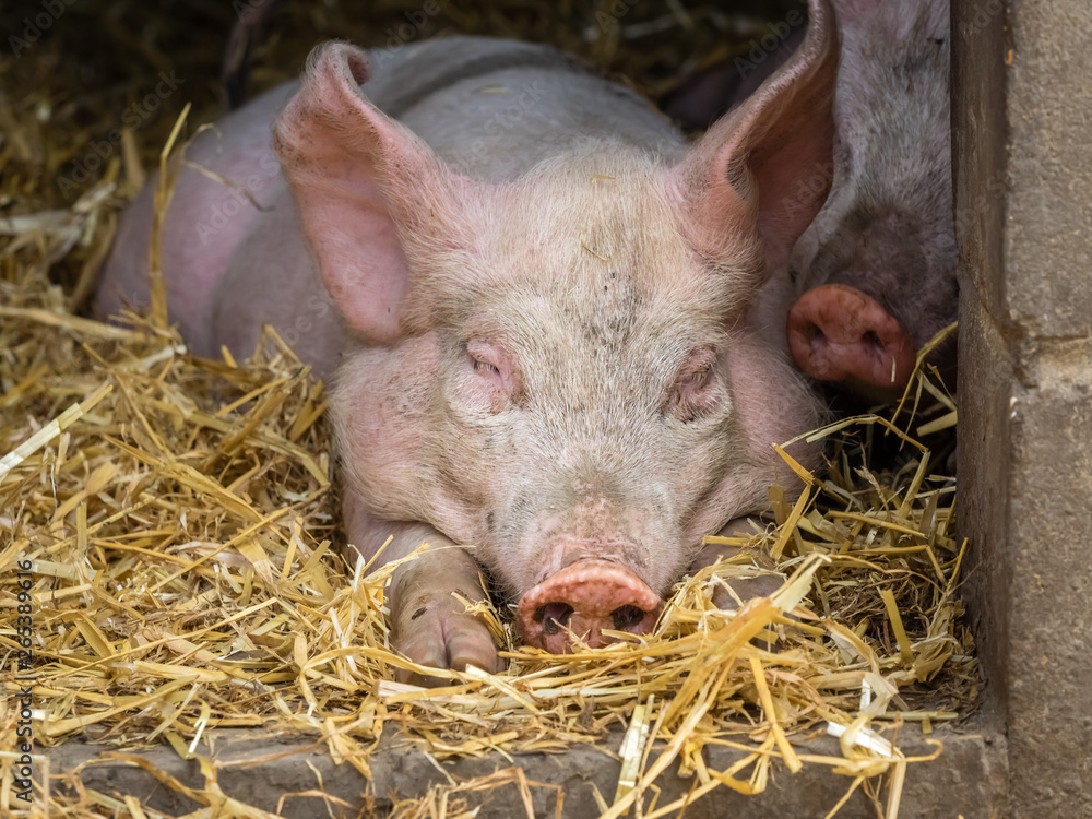 Pig sleeping in a barn Pig sleeping in a barn