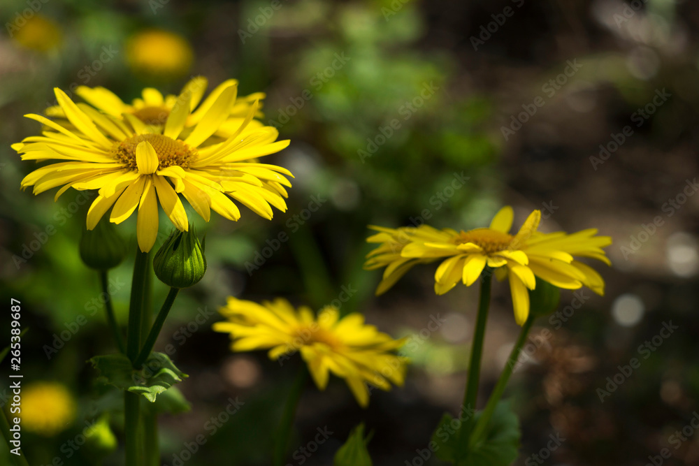 Doronicum orientale (Leopard's Bane) - spring flower like a yellow daisy, beautiful background. Sunflower family (Asteraceae) Doronicum orientale (Leopard's Bane) - spring flower like a yellow daisy, beautiful background. Sunflower family (Asteraceae)