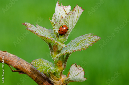 Ladybug on a new shoot of a grapevine. New life in spring. Springtime in vineyard.