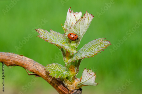 Ladybug on a new shoot of a grapevine. New life in spring. Springtime in vineyard.