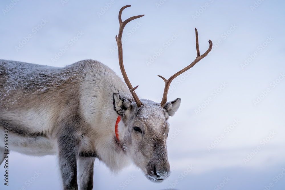 Portrait of a reindeer with massive antlers Portrait of a reindeer with massive antlers