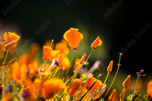Fototapeta Naklejka Na Ścianę i Meble -  Orange Poppy Fields in Full Bloom 14