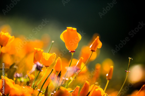 Fototapeta Naklejka Na Ścianę i Meble -  Orange Poppy Fields in Full Bloom 12