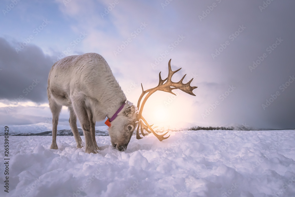 Reindeer digging in snow in search of food
