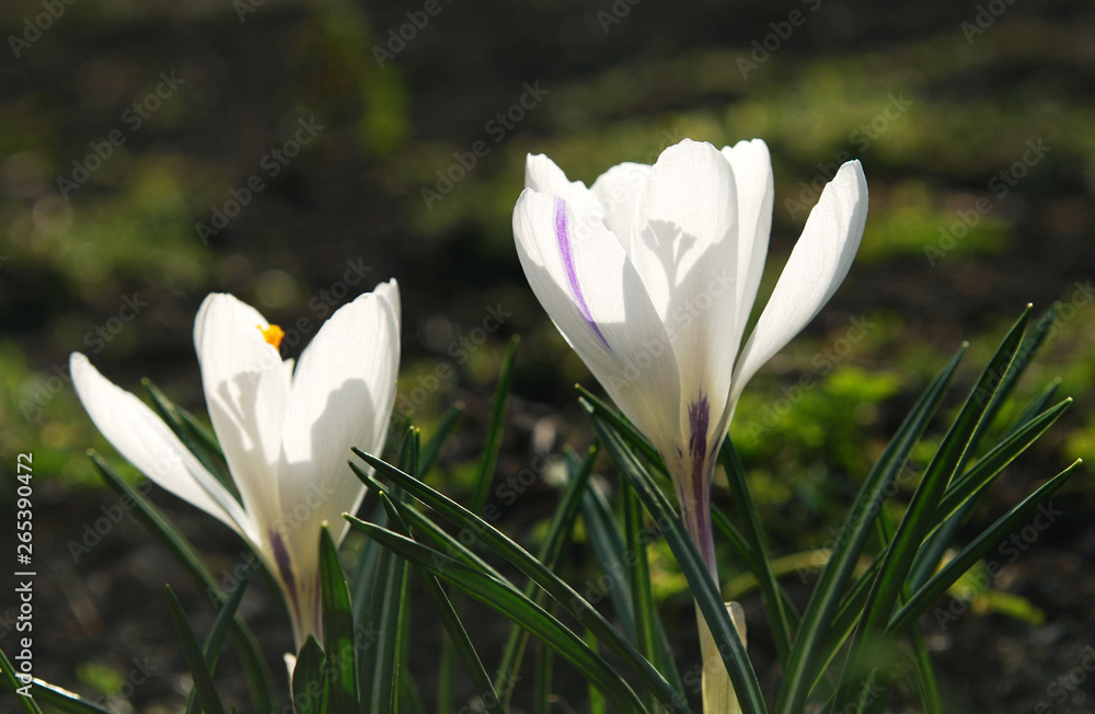 the first spring flowers are bright white crocuses the first spring flowers are bright white crocuses