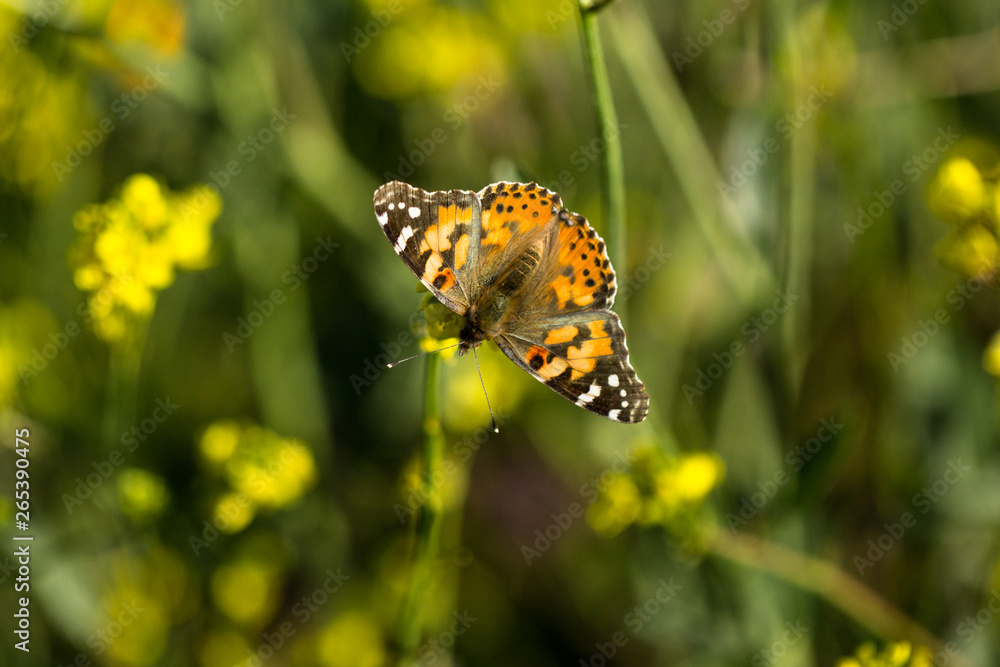 Obraz premium Monarch Butterfly Sitting in a Field of Wild Flowers 08