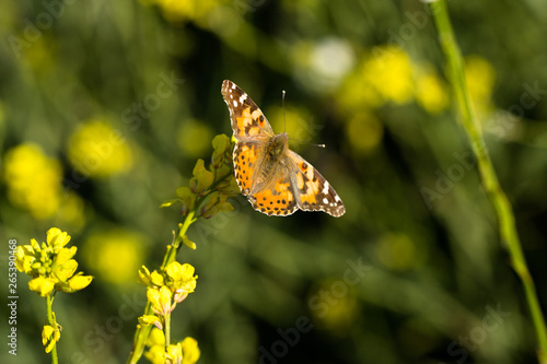 Monarch Butterfly Sitting in a Field of Wild Flowers 09 © Mark