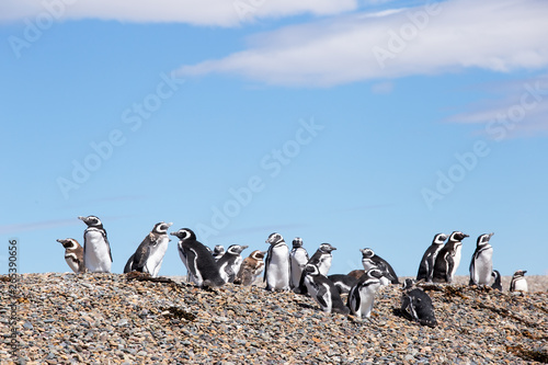 Magellanic penguins, Punta Ninfas, Argentina photo